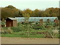 Allotments along Pound Lane