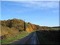 Burton Lane along edge of Sleights Wood