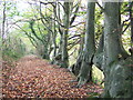 Pollarded beech trees near Llwyngwair