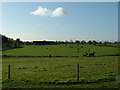 Golf Range and Horses