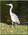 Grey Heron, Regent