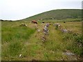 V4941 : Farmland, Ballynacallagh by Richard Webb
