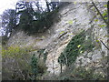 Limestone cliffs, Castle Eden Dene