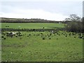 Stradreagh Townland