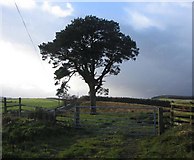 NT5019 : Lonesome Pine on the track to Muirfield by Dumgoyach