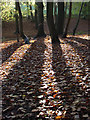 Beech wood near Burchett