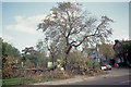 Aftermath of the 1987 "Great Storm"