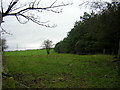 Conifer Plantation Near Dickland