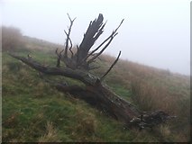 SD8883 : Dead Tree on the Hillside. by Steve Partridge