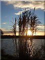 Reeds at sunset