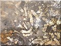 SD8978 : Worm Fossils? by Steve Partridge