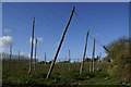 Hop Poles and Wires