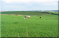 Horses at Grizzlefield Farm