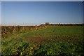 TL9254 : Farmland at Cockfield by Bob Jones