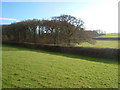 Wood and field beside A379