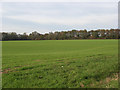 Farmland, Chute Forest