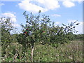 Apple tree at Kings Hill