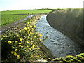 Gorse By Kirkland Burn