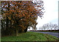 Autumnal Trees beside the A165