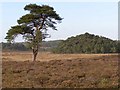 SU1902 : Cranes Moor, New Forest by Jim Champion