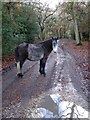 Pony on Castle Hill Lane, Burley Hill, New Forest
