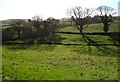 Meadow by the Fingle stream