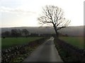 Tree and Drive at Rawdon.