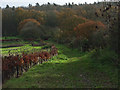 Bridleway near Top Farm