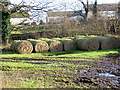 Sprouting Bales