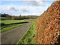 Beech Hedge