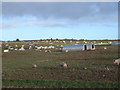 Piglets on Holly Grove Farm