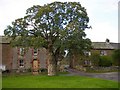 Pollarded sycamore and traditional cottages, Millburn.