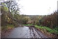 Tree down in the road.