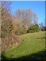 Meadow at East Fingle