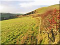 Pasture field near Southdean