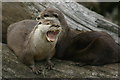 Otters at the Blue Planet Aquarium Ellesmere Port Wirral