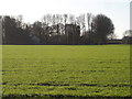 Field on New Court Farm