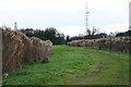 Public Footpath Through Elephant Grass