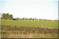 NY2258 : Cattle near Whitrigg, Kirkbride by Alexander P Kapp