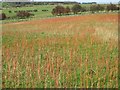 Field near Egton