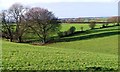 Fields, Pasture Rigg