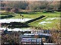 Allotments and Paddock, Billingham Bottoms