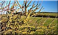 Lichen Covered Hedge, Pasture Lane