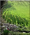 Daffodils in the Pasture