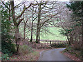 Lane at Llanerch-yr-oen