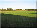 A Field Near Bury