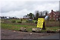 Kent grown Christmas trees for sale