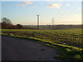 Field near Tuxton Farm