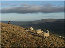 SD9583 : Sheep near High Scar. by Steve Partridge
