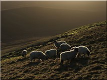 SD9583 : Sheep in Winter Sunlight. by Steve Partridge